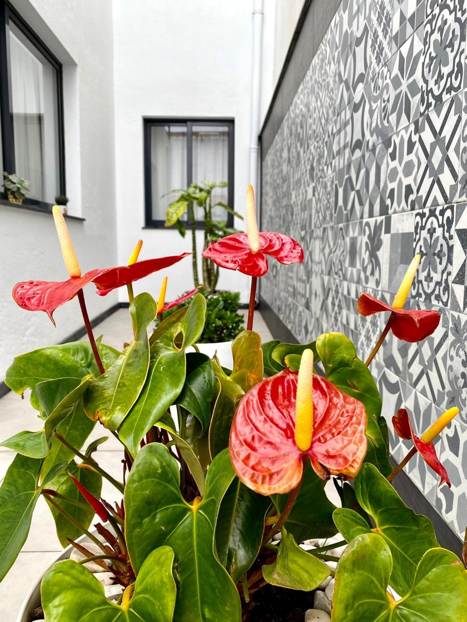 Iris House Al Azores Ponta Delgada Eksteriør billede